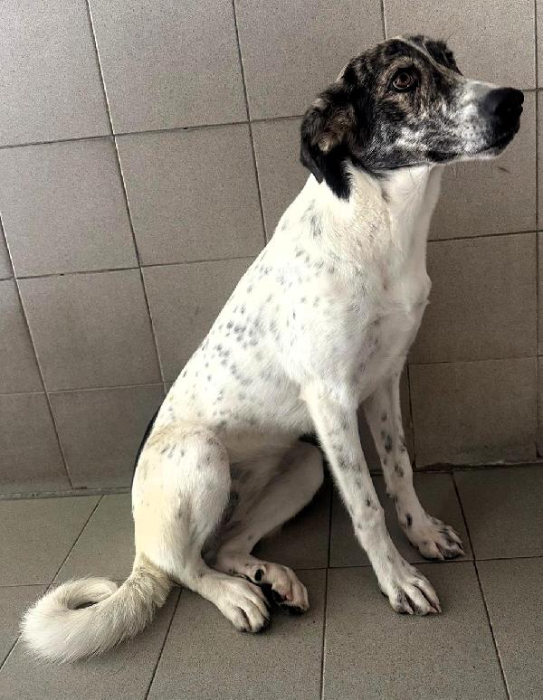 CLEO CAGNOLINA METICCIA Foto 4